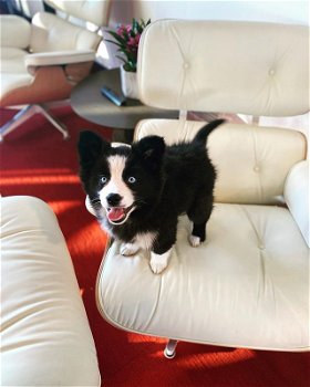 Angel, schattige pomsky-puppy met blauwe ogen - 1