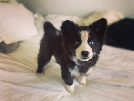 Angel, schattige pomsky-puppy met blauwe ogen - 3