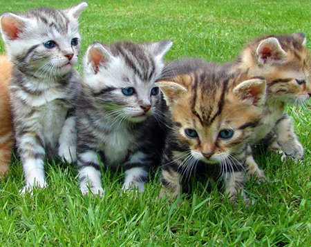 Super Pedigree Bengaalse kittens - nr. 1