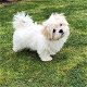 Gezonde en schattige Maltese puppy's - 0 - Thumbnail