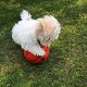 Gezonde en schattige Maltese puppy's - 1 - Thumbnail