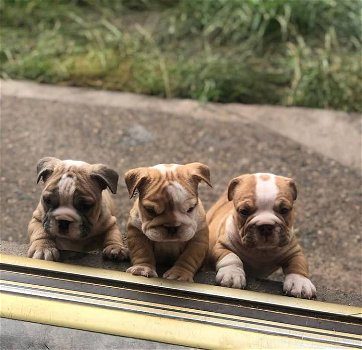 Super schattige Engelse Bulldog-puppy's - 0