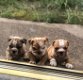 Super schattige Engelse Bulldog-puppy's - 0 - Thumbnail