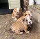Super schattige Engelse Bulldog-puppy's - 1 - Thumbnail