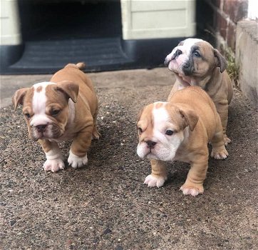 Super schattige Engelse Bulldog-puppy's - 2