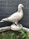 1 duif, dierlijke figuur gemaakt van gegoten steen,tuin - 0 - Thumbnail