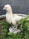 1 duif, dierlijke figuur gemaakt van gegoten steen,tuin - 1 - Thumbnail