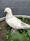 1 duif, dierlijke figuur gemaakt van gegoten steen,tuin - 2 - Thumbnail