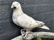 1 duif, dierlijke figuur gemaakt van gegoten steen,tuin - 3 - Thumbnail