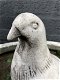 1 duif, dierlijke figuur gemaakt van gegoten steen,tuin - 5 - Thumbnail