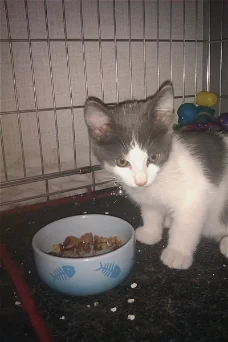 Gezocht een jonge kitten vanaf 12wk 