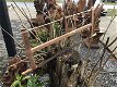 Antieke zaag, wanddecoratie, uniek stuk, hout, vintage - 5 - Thumbnail