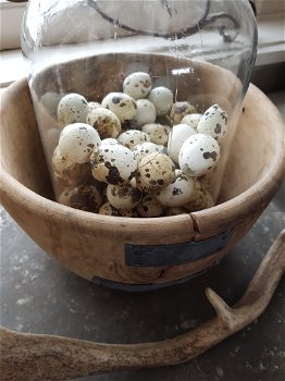 Deze ~ eitjes ~ zitten niet in de nesten - 6