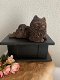 Pomeriaan hondenbeeld op urn als set of los beeldje te koop - 5 - Thumbnail