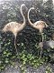 Een prachtige flamingo-set , flamingo , tuin , deco - 0 - Thumbnail