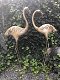 Een prachtige flamingo-set , flamingo , tuin , deco - 1 - Thumbnail