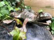 Hagedis, gekko, gietijzer groen-bruin ,beeld - 0 - Thumbnail