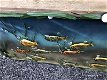 Het metalen aquarium vol met vis-vissenbak ,vis vissen - 5 - Thumbnail