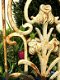 Metalen sierrek, art nouveau-rozenrek , wandrek tulp - 3 - Thumbnail