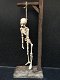 Metalen skelet aan galg-skelet , - 4 - Thumbnail