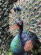 Metalen trotse pronkende pauwhaan , vol in kleuren,pauw - 4 - Thumbnail
