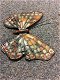 Prachtige cast iron wandvlinder in kleur divers , vlinder - 2 - Thumbnail