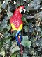 Rode papegaai, gietijzer , pappegaai , tuin , deco , kado - 0 - Thumbnail
