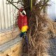 Rode papegaai, gietijzer , pappegaai , tuin , deco , kado - 5 - Thumbnail