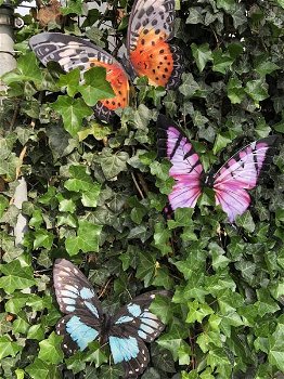 Set van 3 Vlinders, geheel metaal en vol in kleur , vlinder - 0