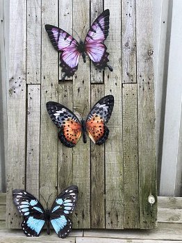Set van 3 Vlinders, geheel metaal en vol in kleur , vlinder - 1