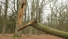 boom zagen voor het hout - 0 - Thumbnail