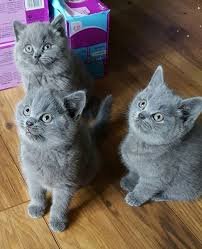 Brits korthaar blauw GCCF alle kittens - 1