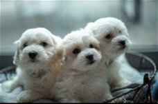 Maltezer pups 