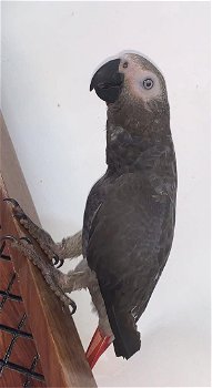 Afrikaanse grijze papegaaien - 1
