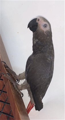 Afrikaanse grijze papegaaien