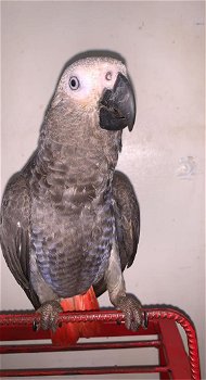Afrikaanse grijze papegaaien - 1