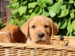 liefhebbende Labrador klaar voor adoptie. - 1 - Thumbnail