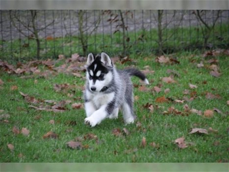 liefdevolle Siberische Husky klaar voor adoptie. - 0