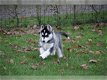 liefdevolle Siberische Husky klaar voor adoptie. - 0 - Thumbnail