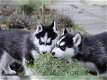 liefdevolle Siberische Husky klaar voor adoptie. - 1 - Thumbnail