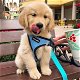 Mooie Golden retriever-puppy's beschikbaar voor verkoop. - 0 - Thumbnail