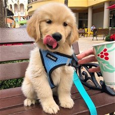 Mooie Golden retriever-puppy's beschikbaar voor verkoop.