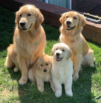 Mooie Golden retriever-puppy's beschikbaar voor verkoop. - 1