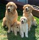 Mooie Golden retriever-puppy's beschikbaar voor verkoop. - 1 - Thumbnail