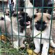 AKC reg mannelijke en vrouwelijke Akita-puppy's te koop. - 0 - Thumbnail