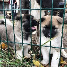AKC reg mannelijke en vrouwelijke Akita-puppy's te koop.