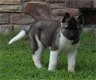 AKC reg mannelijke en vrouwelijke Akita-puppy's te koop. - 1 - Thumbnail