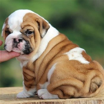 liefhebbende Engelse Bulldog klaar voor adoptie. - 1