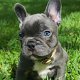 Prachtige Franse Bulldog-puppy's te koop. - 0 - Thumbnail