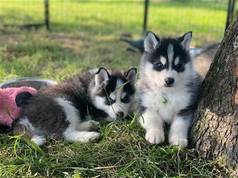 Schattige Pomsky-puppy's te koop. - 0